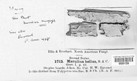 Image of Meruliopsis bella